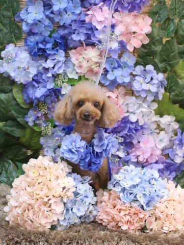 20250610ラムちゃん